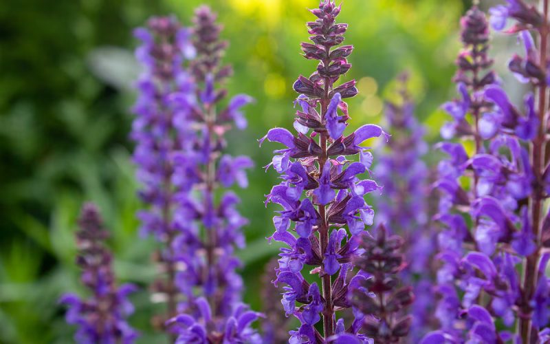 Salvia – Salvia officinalis